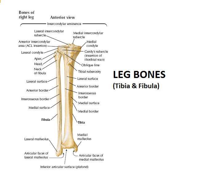 Brief Learning - Happy Bones