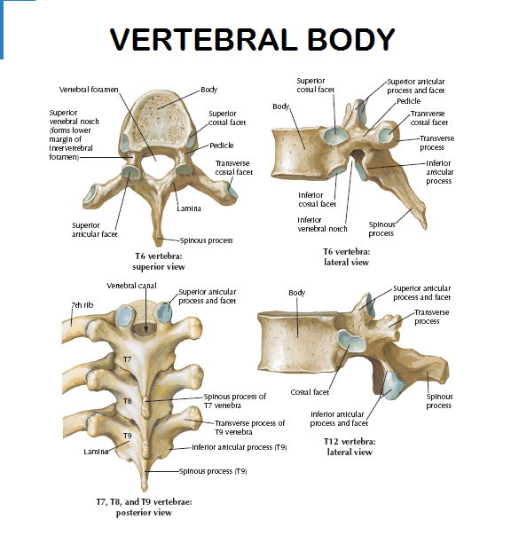 Brief Learning - Happy Bones